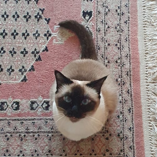 Le chat siamois d'un client, qui apprécie la Pâtée au Poulet, assis sur un tapis.