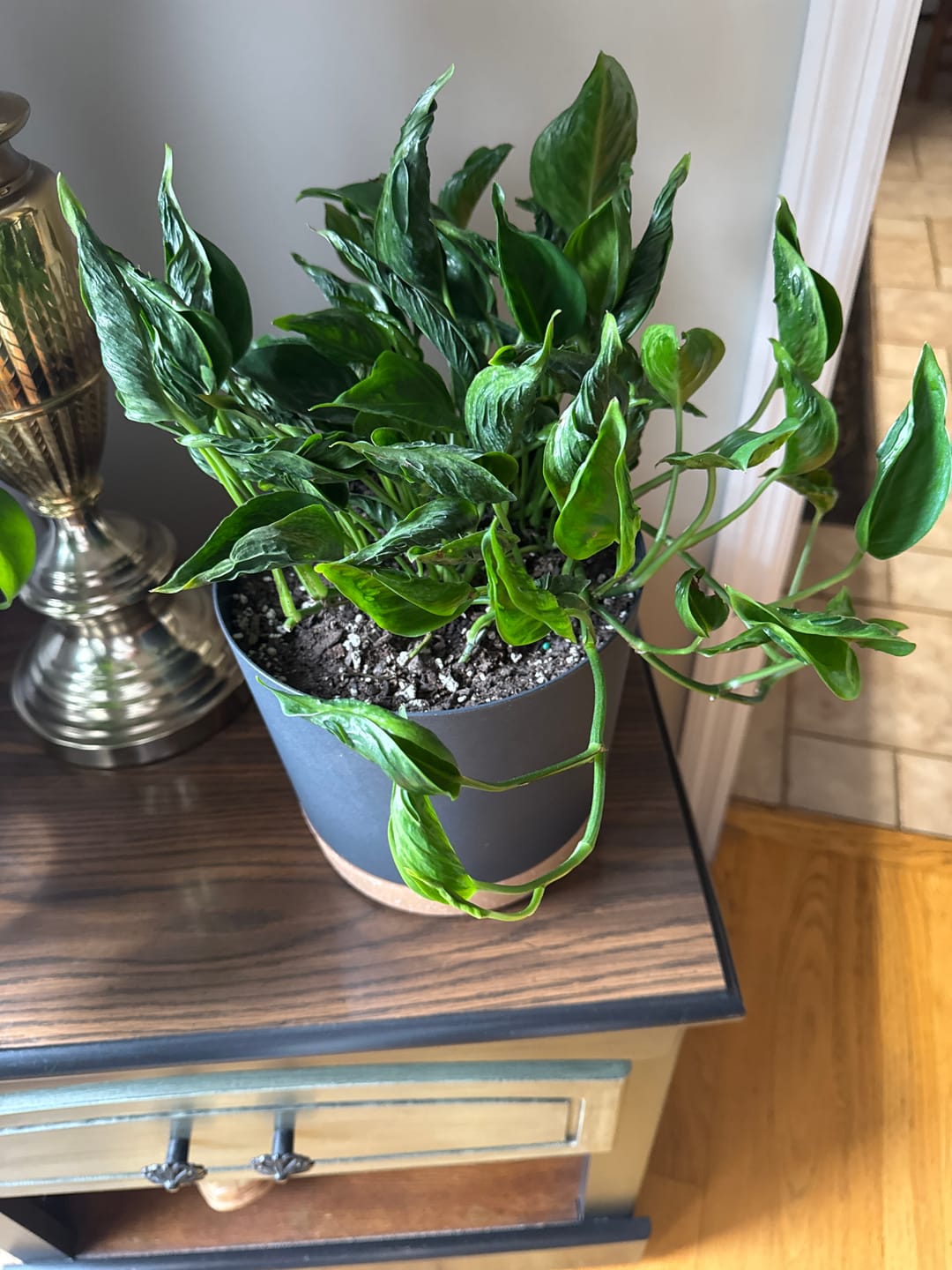 Customer photo review of Plant Food