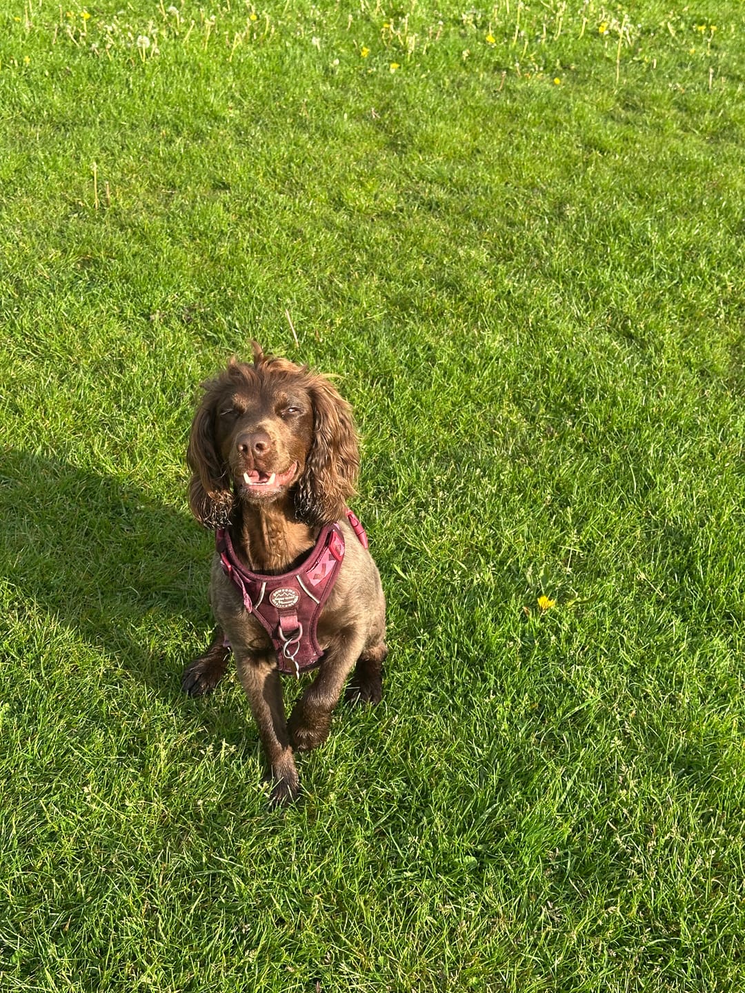 Customer photo review of Collar - Walkies Ready® Mulberry