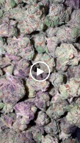 Lemon Bar Minis - Bulk Minis  - Sativa photo review