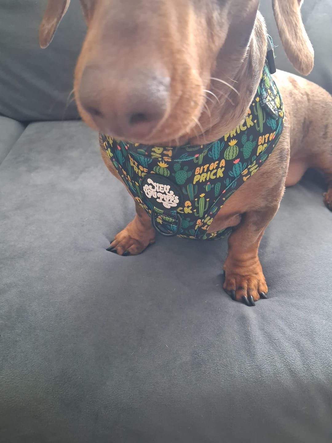 Customer photo review of Bit of a pr**k harness
