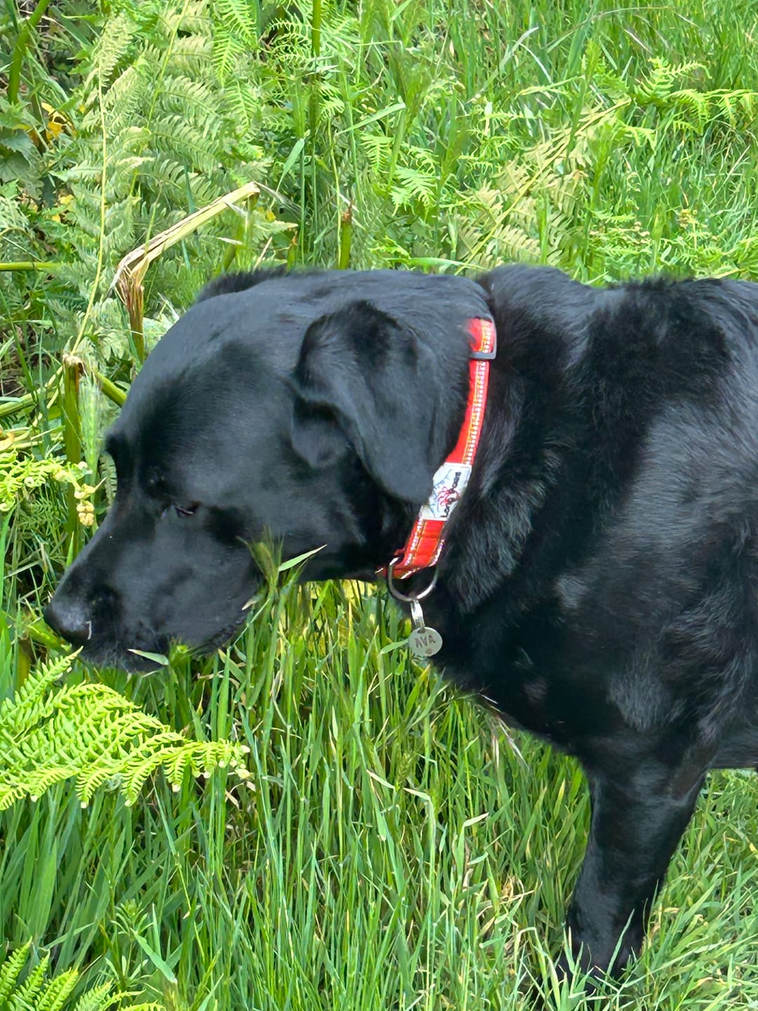 Customer photo review of Comfort Reflective Padded Dog Collar | Orange / Red