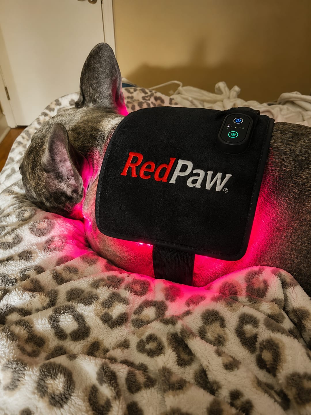 Customer photo review of RedPaw Red Light Therapy
