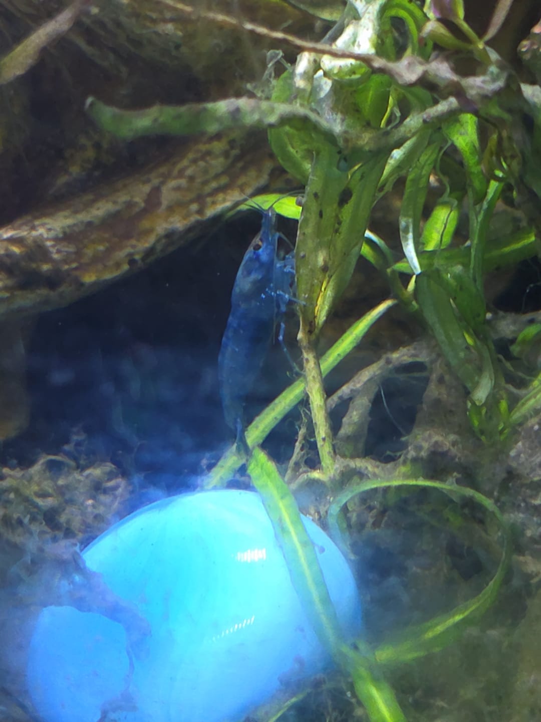 Customer photo review of Blue Velvet Shrimp