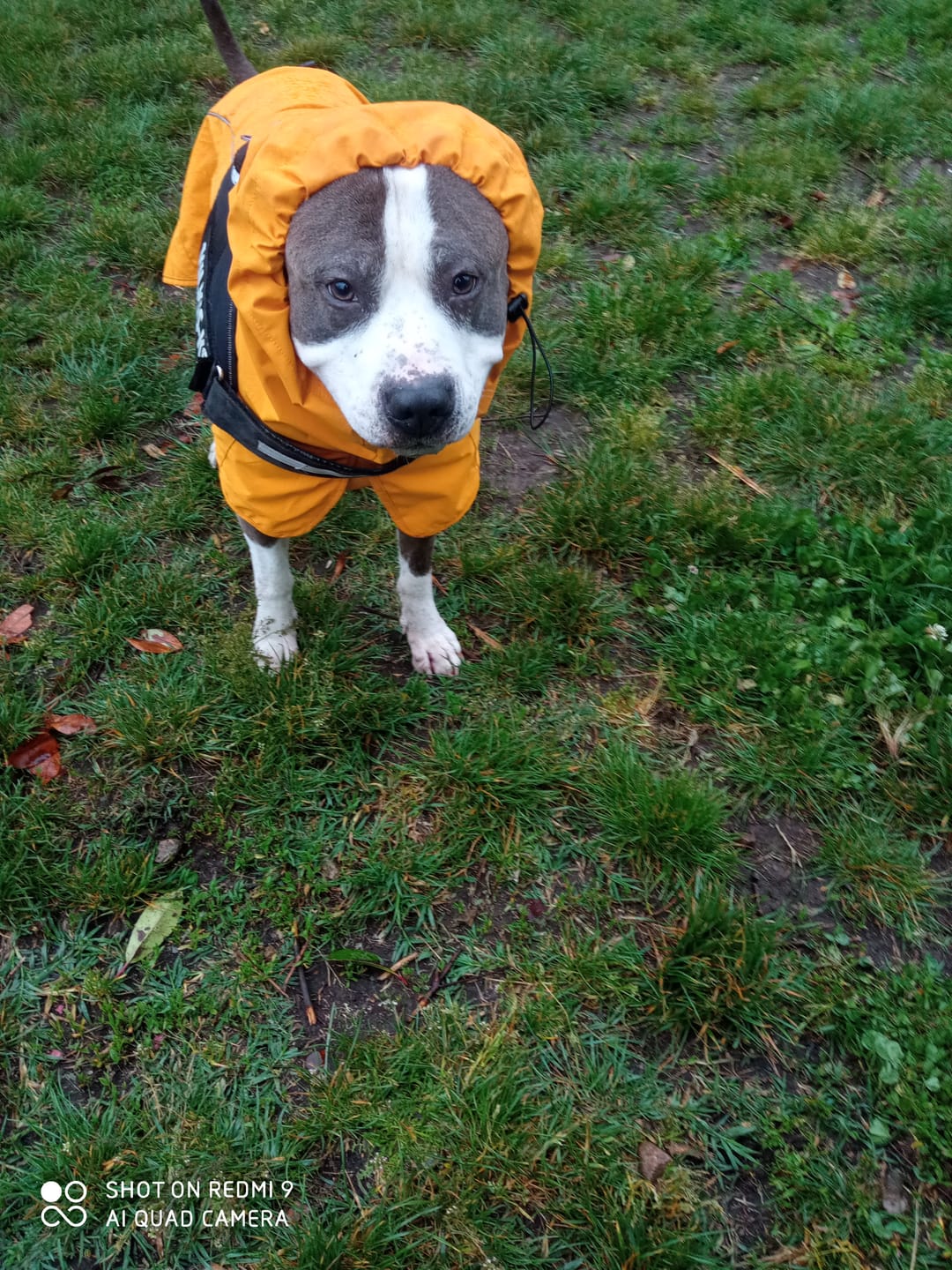 Customer photo review of Breatheshield™ Dog Raincoats