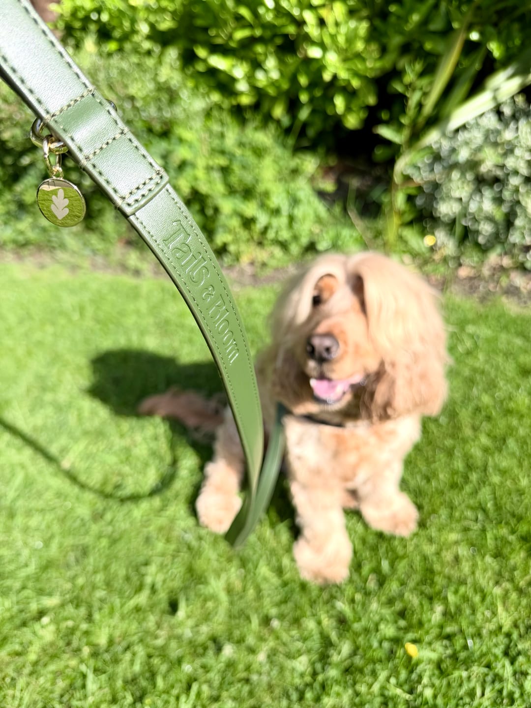 Customer photo review of Olive Dog Lead