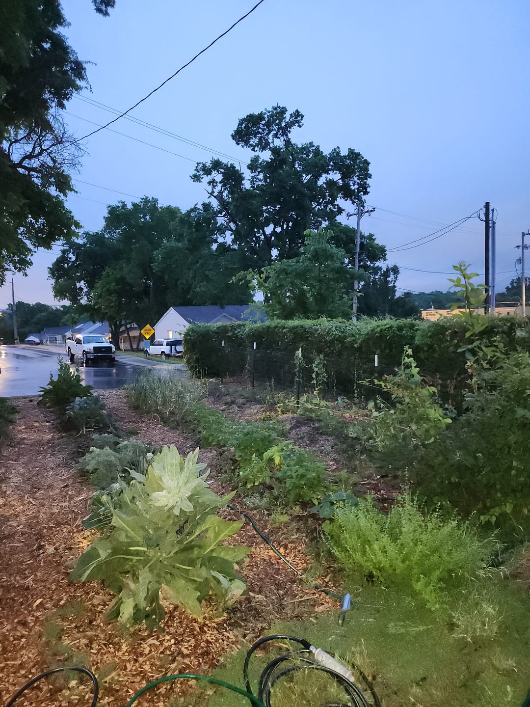 Customer photo review of TCM Microbial Inoculant & Soil Amendment