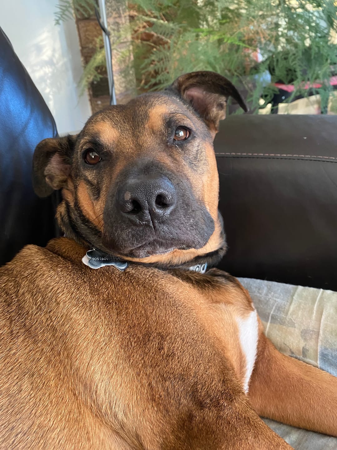 Customer photo review of Small Bully Stick Ring