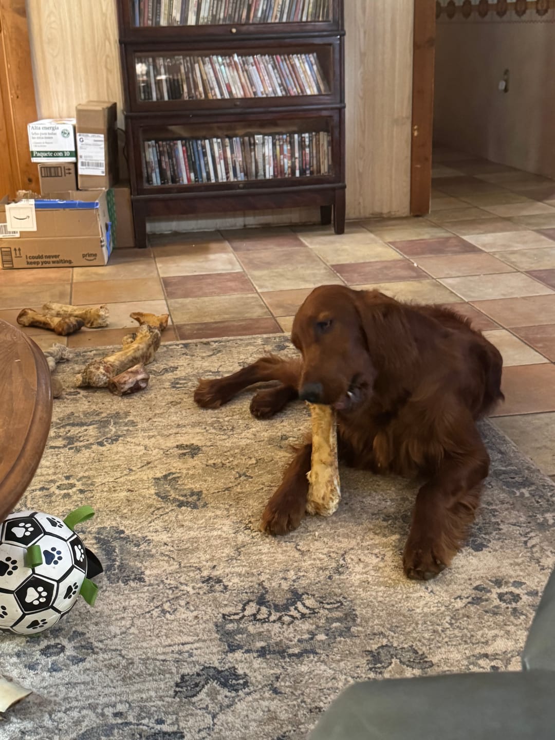 Customer photo review of Ostrich Hip Bone (12" x 5"x 3”): The Durable, Flavor-Packed Chew for Medium & Large Dogs