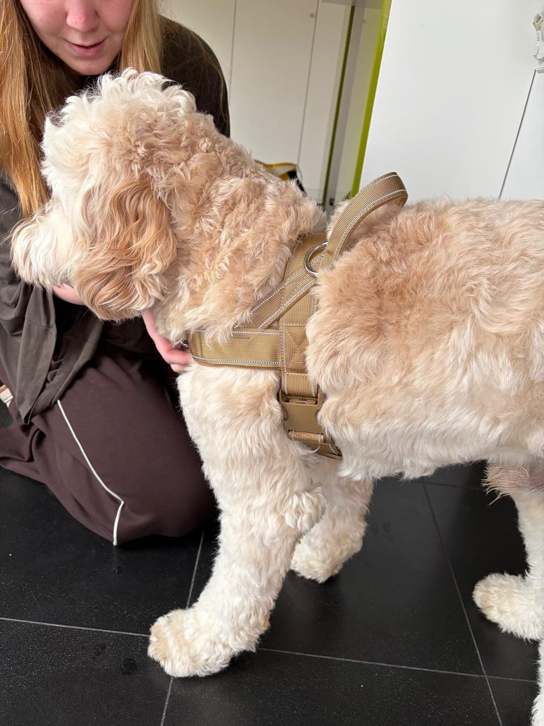 Customer photo review of StrapSure - No-Pull Verstelbaar Hondentuig