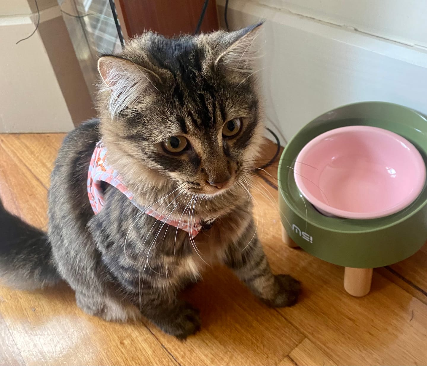 Customer photo review of Makesure Rolls Elevated Ceramic Pet Bowl with Wooden Stand