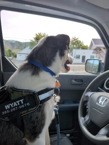 Customer's dog, Wyatt, sitting in a car wearing a camouflage harness with a Front D-Ring Attachment.