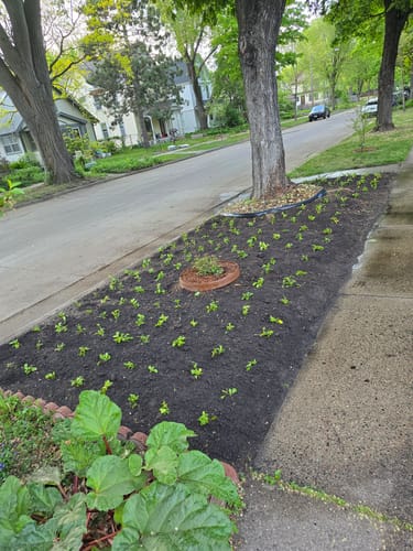Customer photo review of Pachysandra Terminalis 50 Count Flat - Japanese Spurge Evergreen Groundcover Plants