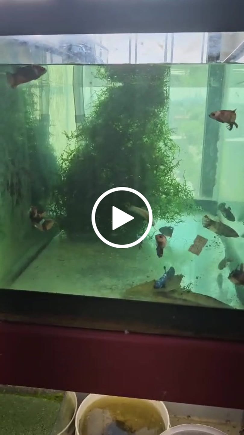 Customer video review of Wild Alien Blue Male Betta Fish