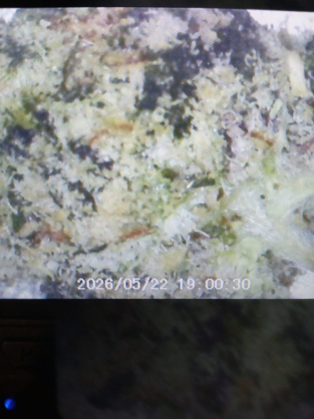 Customer photo review of BOGO - Ice Cream Cake Shake 1 OZ
