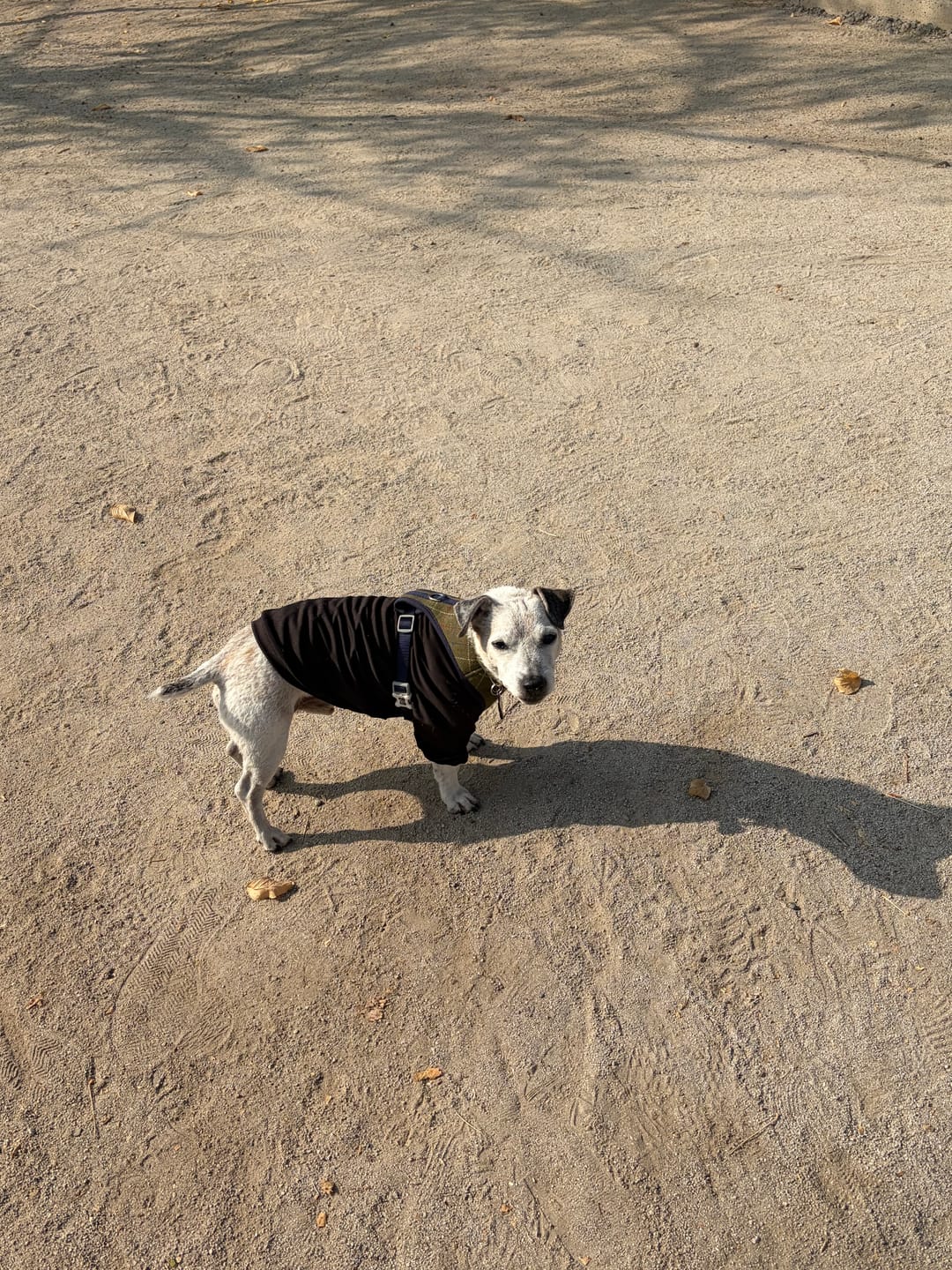 Customer photo review of Polera Térmica Power Stretch™