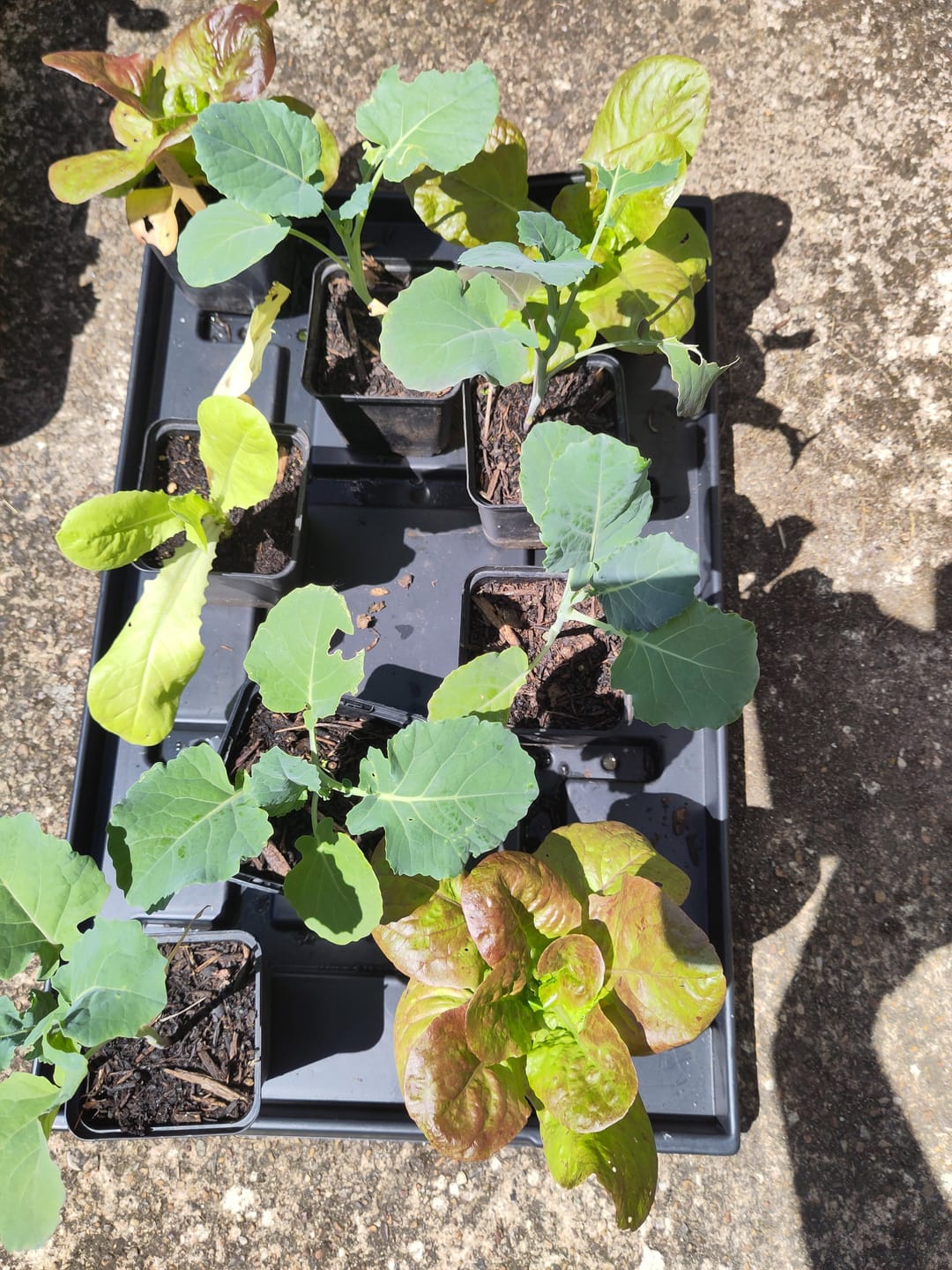 Customer photo review of Untersetzer für QuickPot Anzuchtplatten