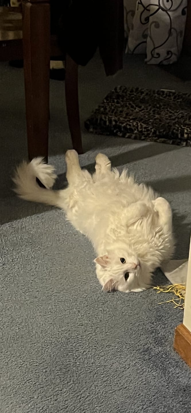 Customer photo review of Cat Laxative & Constipation Remedy