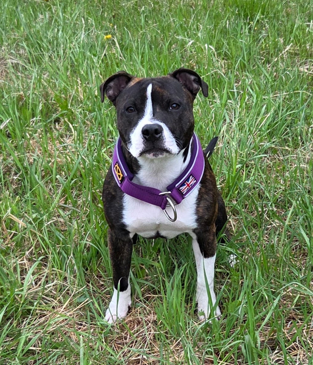 Customer photo review of Staffordshire Bull Terrier 1935® Martingale Collar - Purple