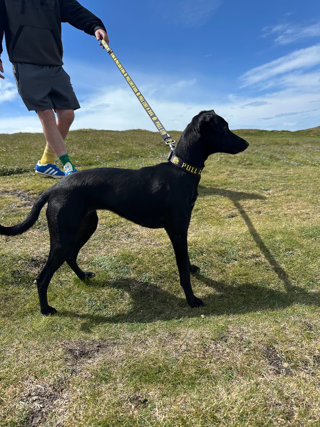 Customer photo review of Madra x The Scratch - Leash