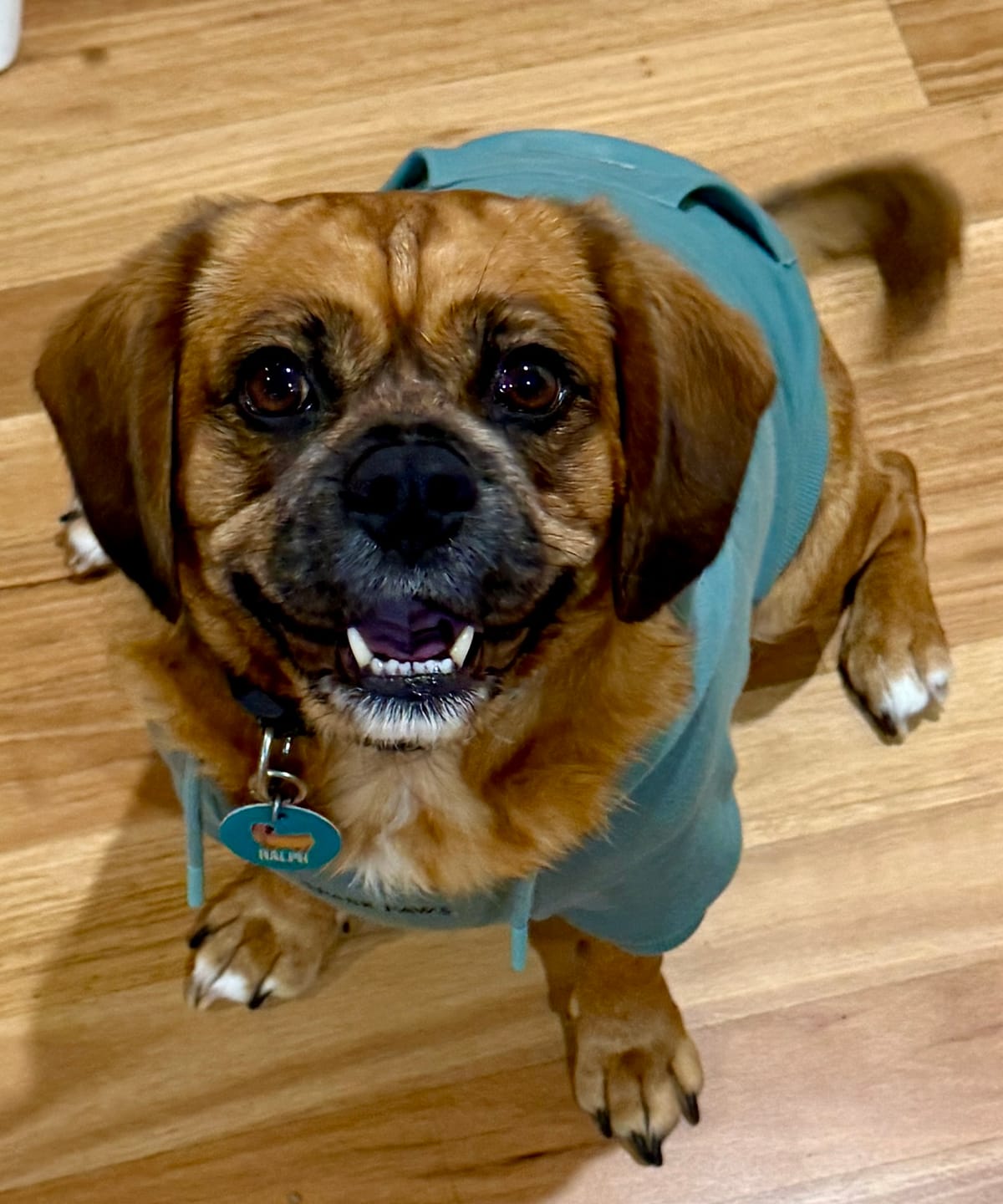 Customer photo review of Essential Dog Hoodies