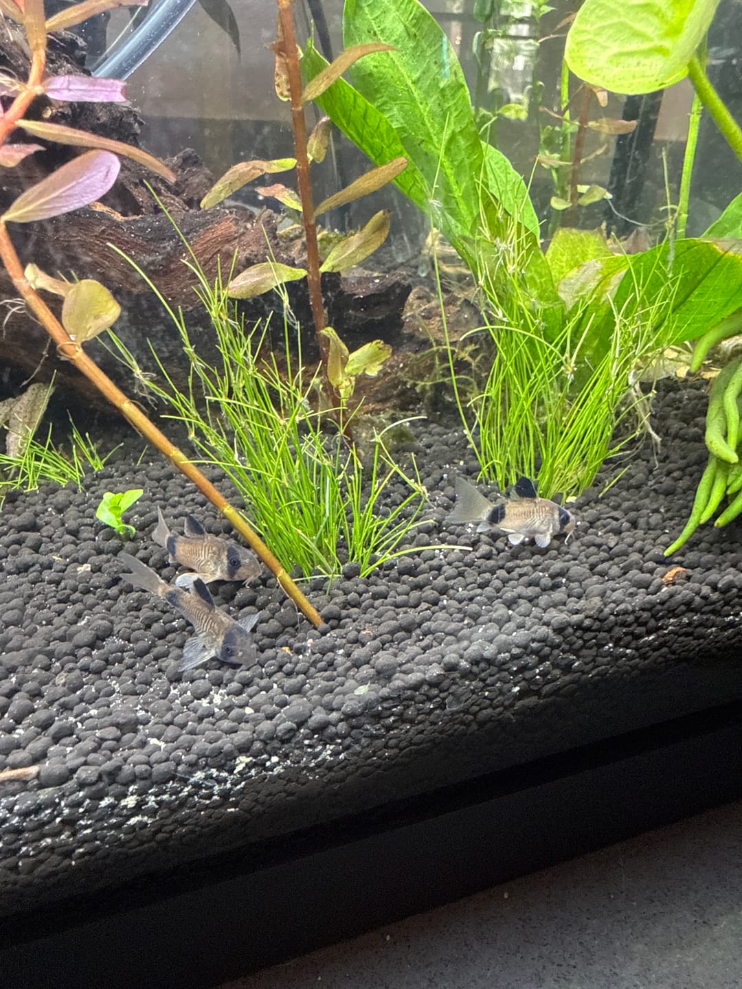 Customer photo review of Panda Cory Catfish