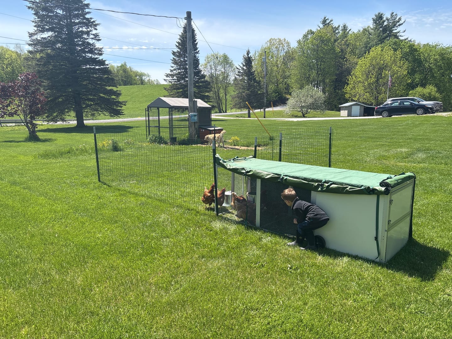 Customer photo review of Mobile Chicken Coop / Chicken Tractor