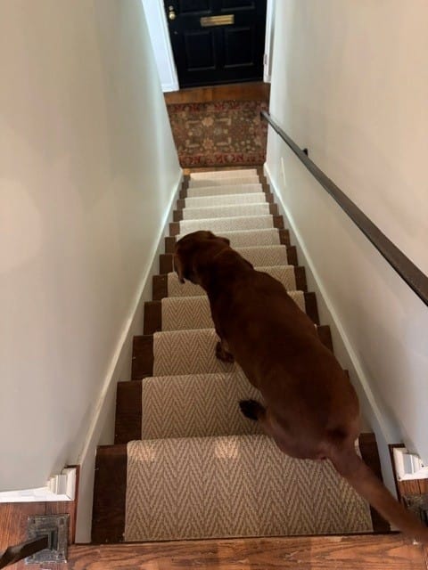 Customer photo review of Anderson Tuftex Boutique Herringbone Stair Runner