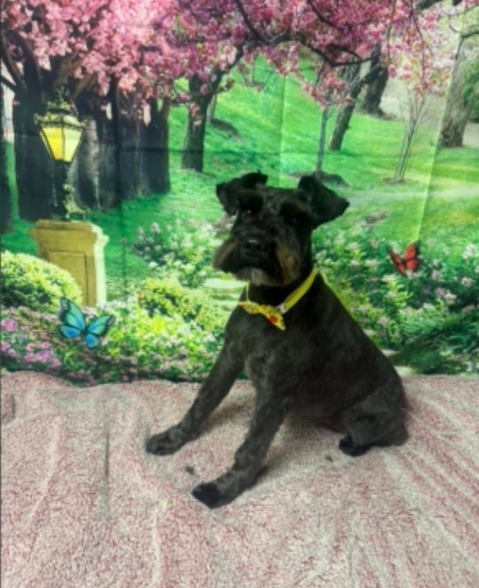 Customer photo review of Furaqua Pets Dental Finger Wipes