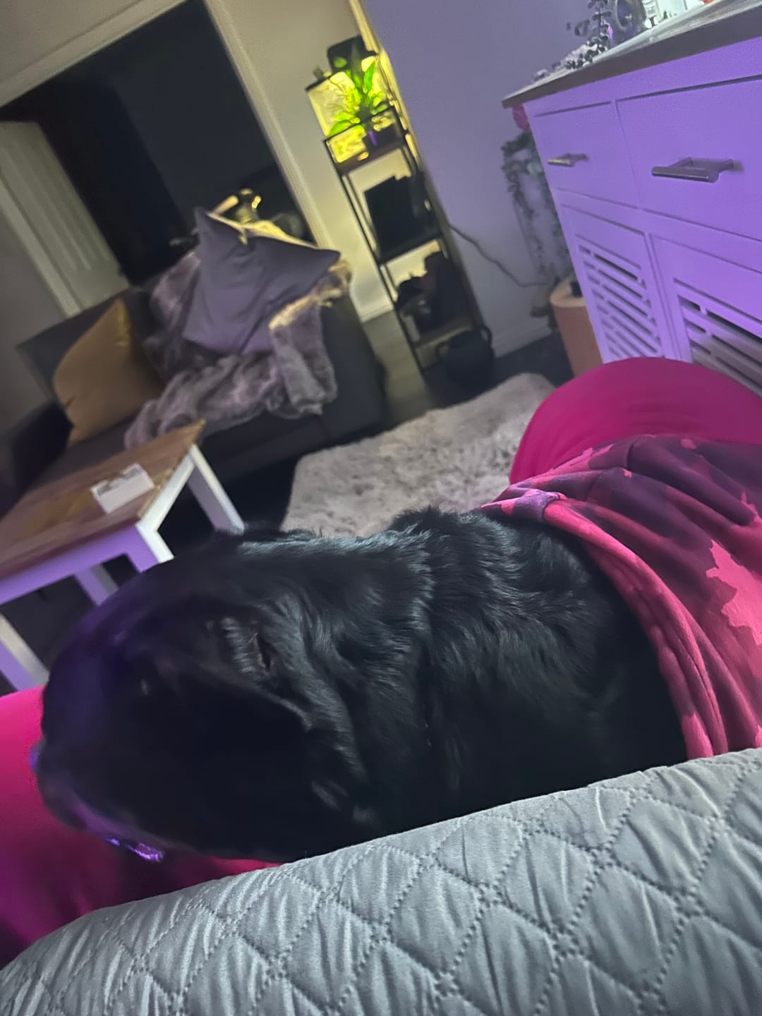 Customer photo review of Fuchsia Camo Dog Hoodie