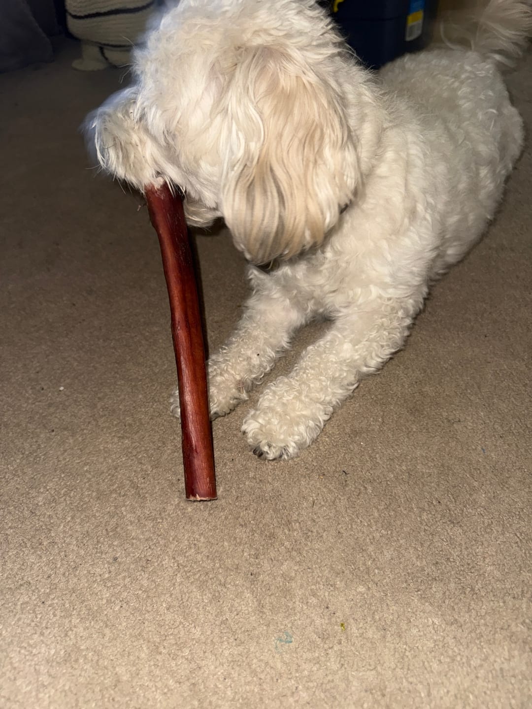Customer photo review of 12 Inch Monster Bully Stick