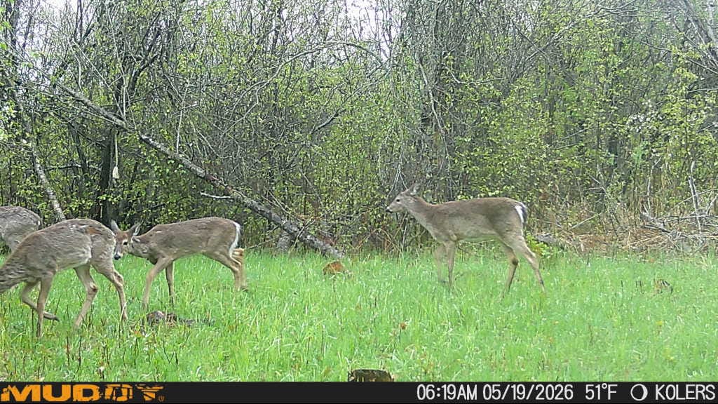 Customer photo review of 3-Way Grainz Food Plot Seed