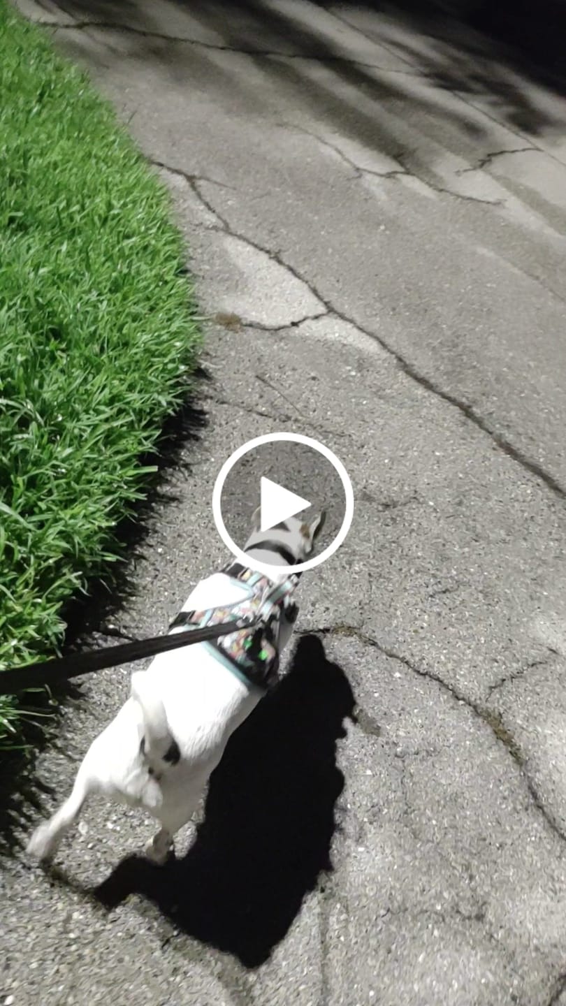 Customer video review of Boom Pow Bang - Adventure Harness
