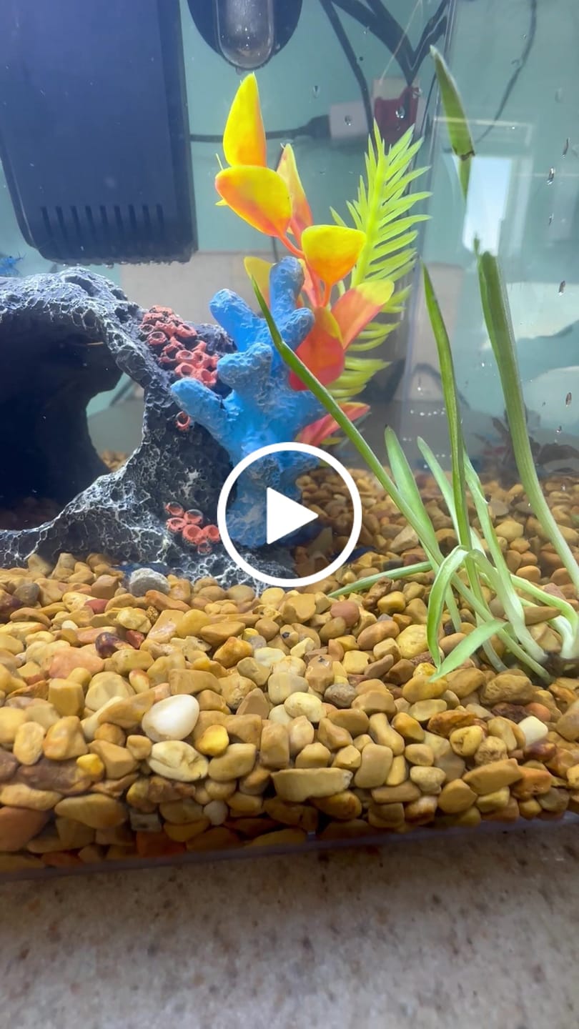 Customer video review of Blue Velvet Shrimp