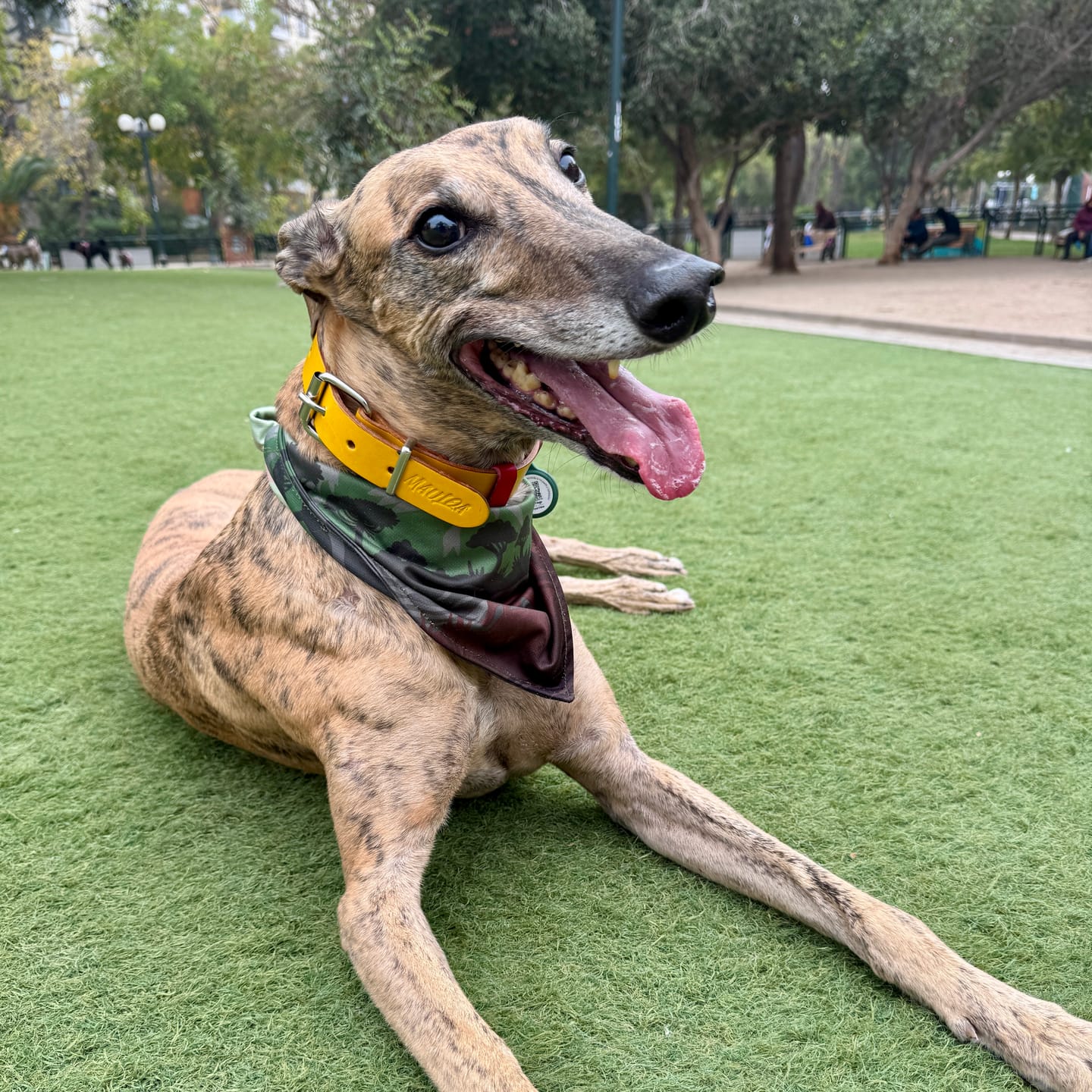 Customer photo review of Collar Duke Amarillo/Rojo