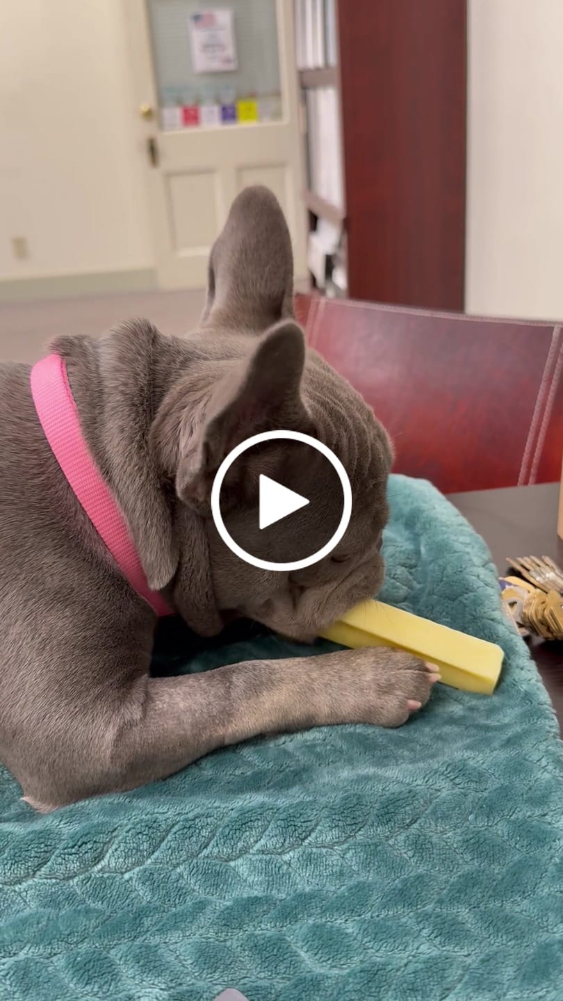 Customer video review of Long-Lasting Yak Chews — 4 Flavor Pack