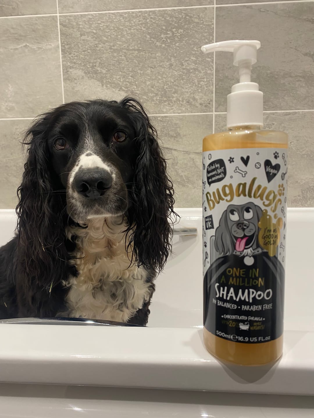 Customer photo review of One in a Million Dog Shampoo