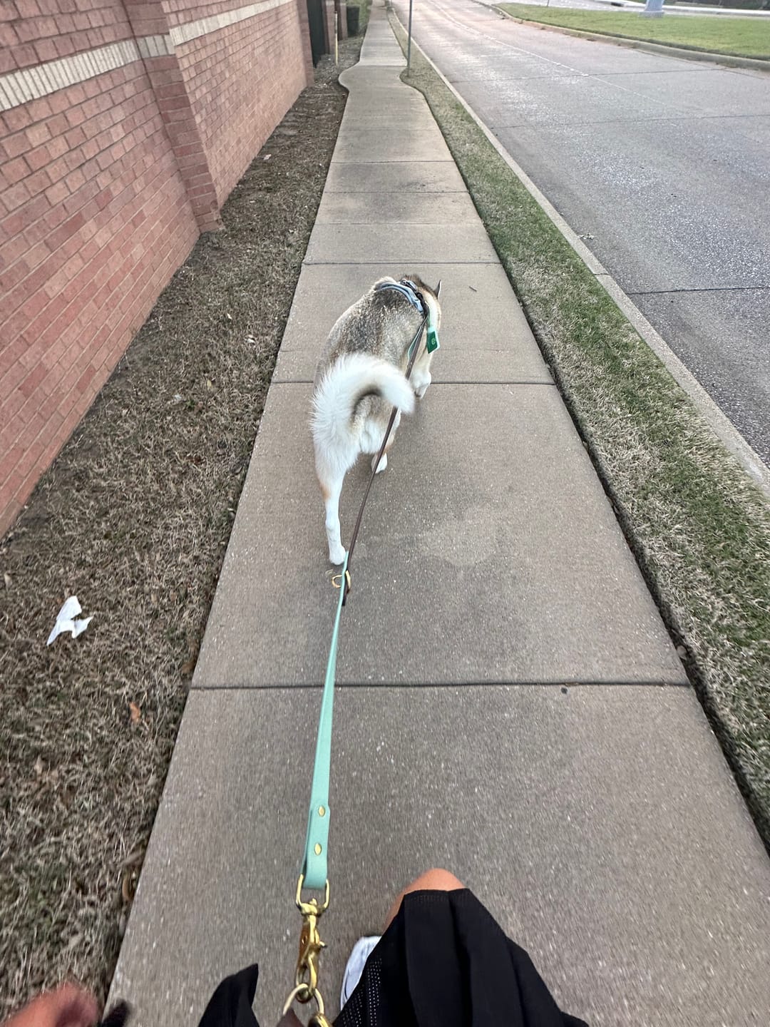 Customer photo review of Hands-Free Leash Adapter