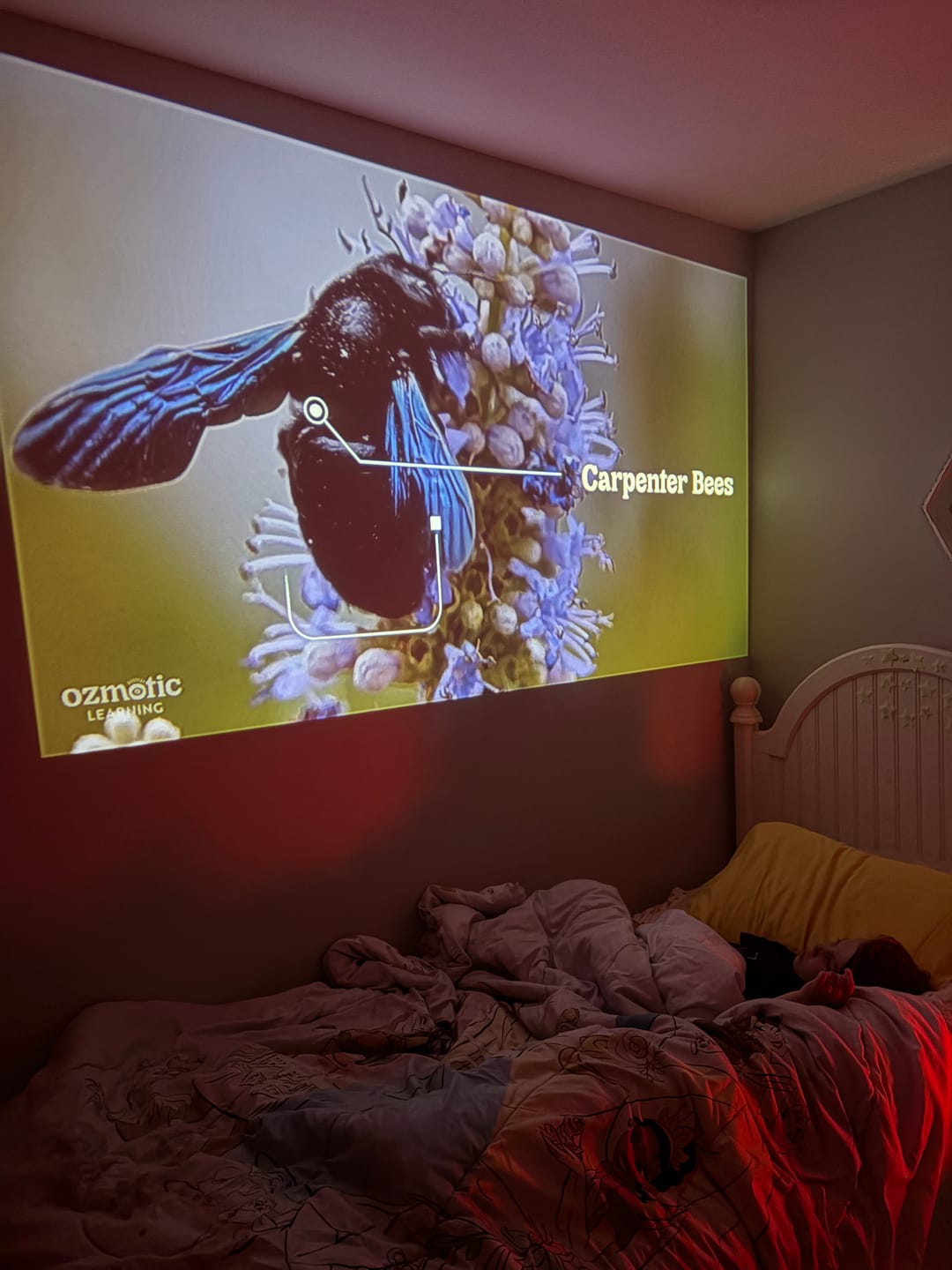 Customer photo review of Ozmotic Learning Projector