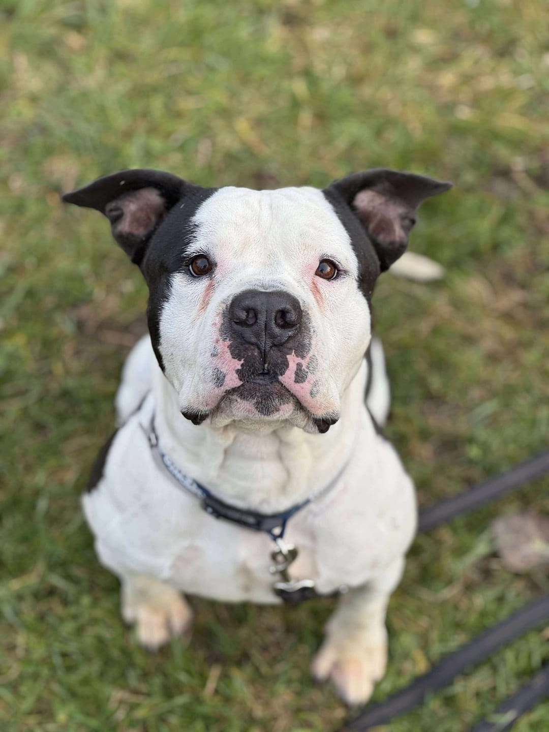 Customer photo review of 6 Inch Thick Bully Stick