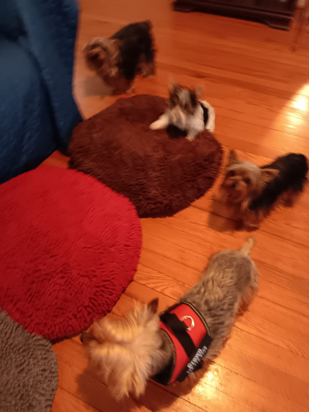 Customer photo review of Dogshood ™