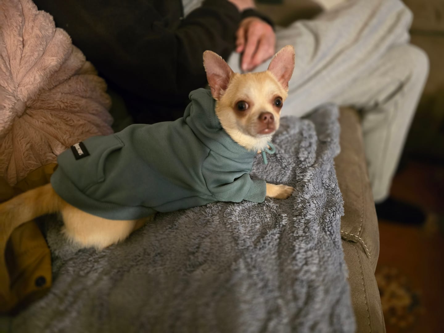 Customer photo review of Essential Dog Hoodies