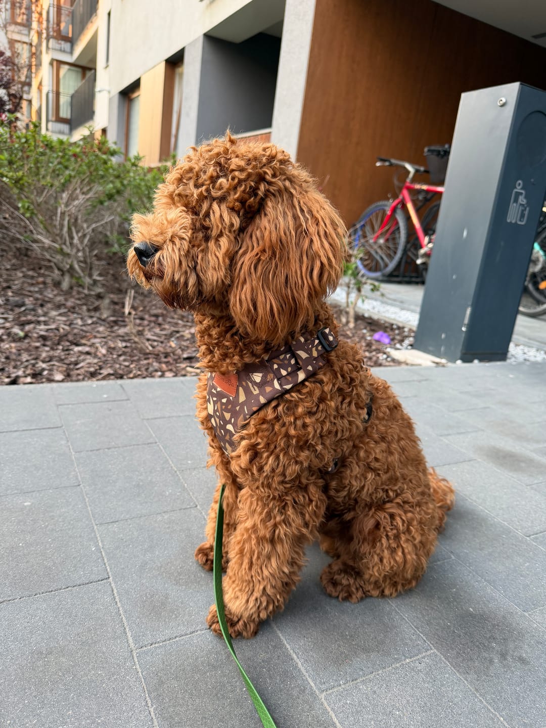 Customer photo review of Szelki bezuciskowe "Brownie Terrazzo" - czarne okucia