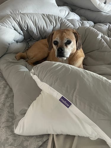 Customer photo review of MarshMellow Comforter