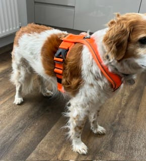Customer photo review of Slip on Harness | Foam Padded - Orange