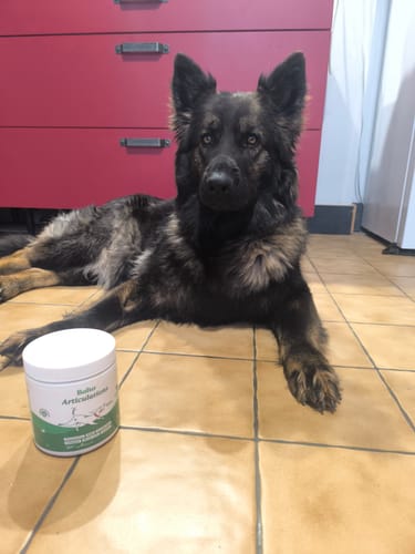 Photo d'un client : un berger allemand est couché sur le carrelage à côté du pot de Complément articulations.