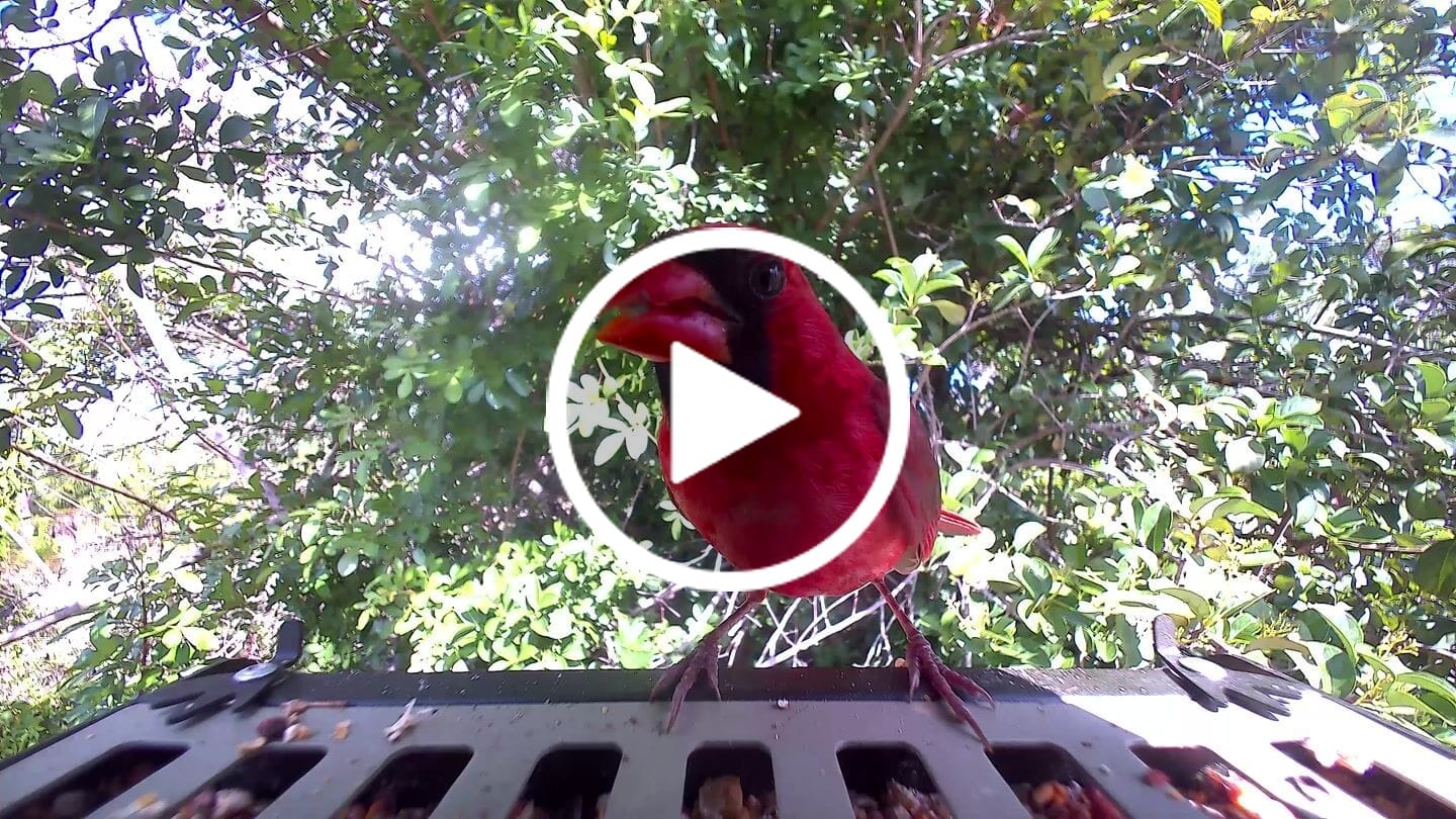 Customer video review of Birdfy Feeder Metal 2 4K - Smart Metal Feeder with Camera