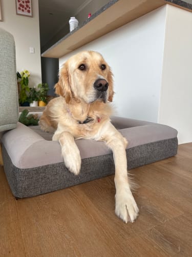 Customer photo review of Orthopaedic Memory Foam Bed