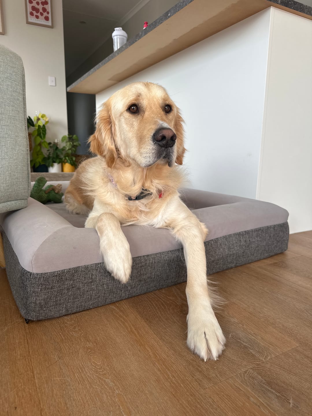Customer photo review of Orthopaedic Memory Foam Bed