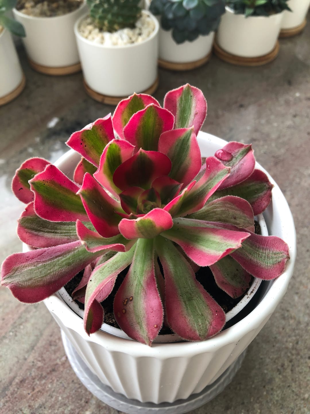 Customer photo review of Aeonium 'Pink Witch'